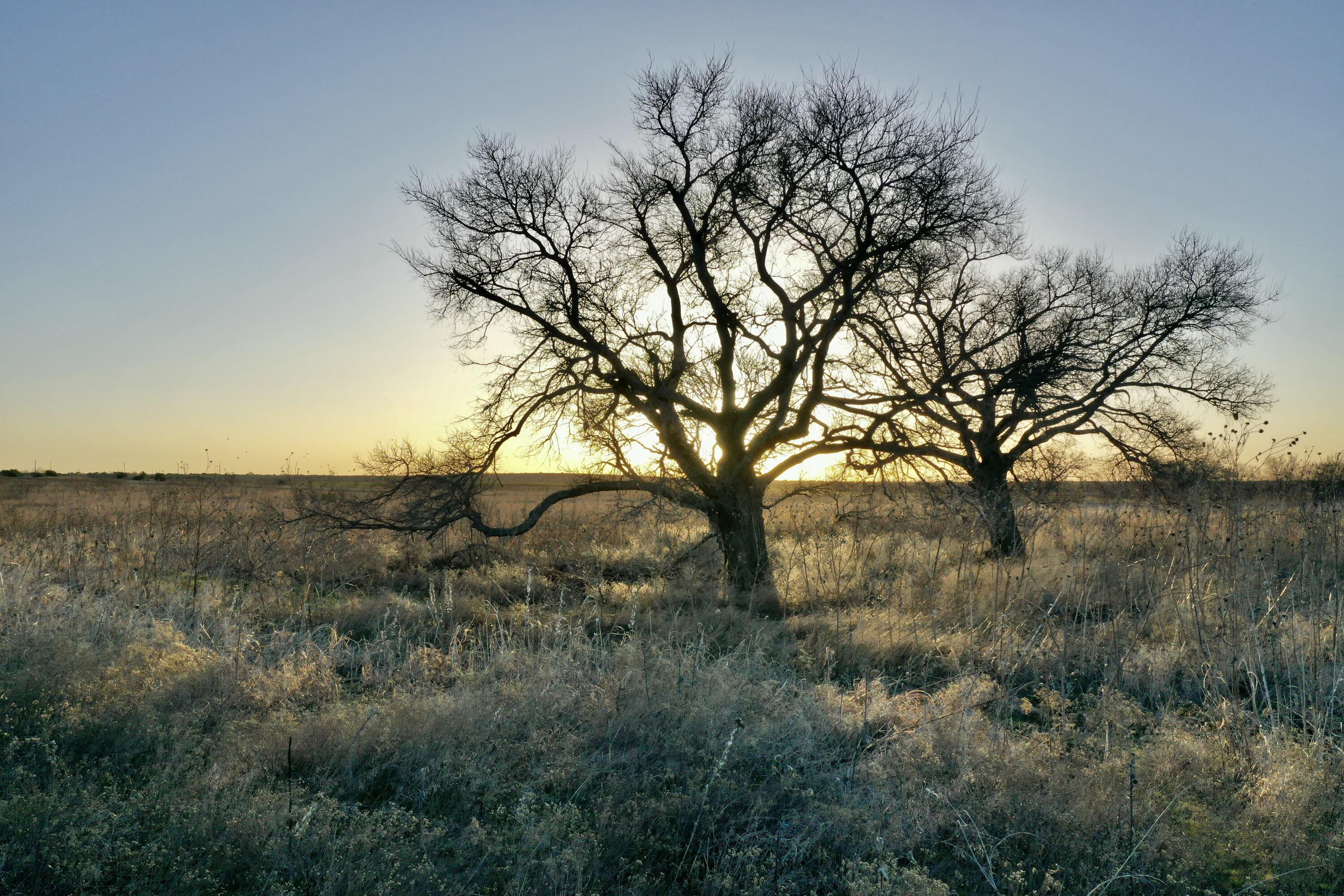 Tx-86 Turkey, TX 79261 - Photo 21 of 29 a view of a forest with a tree