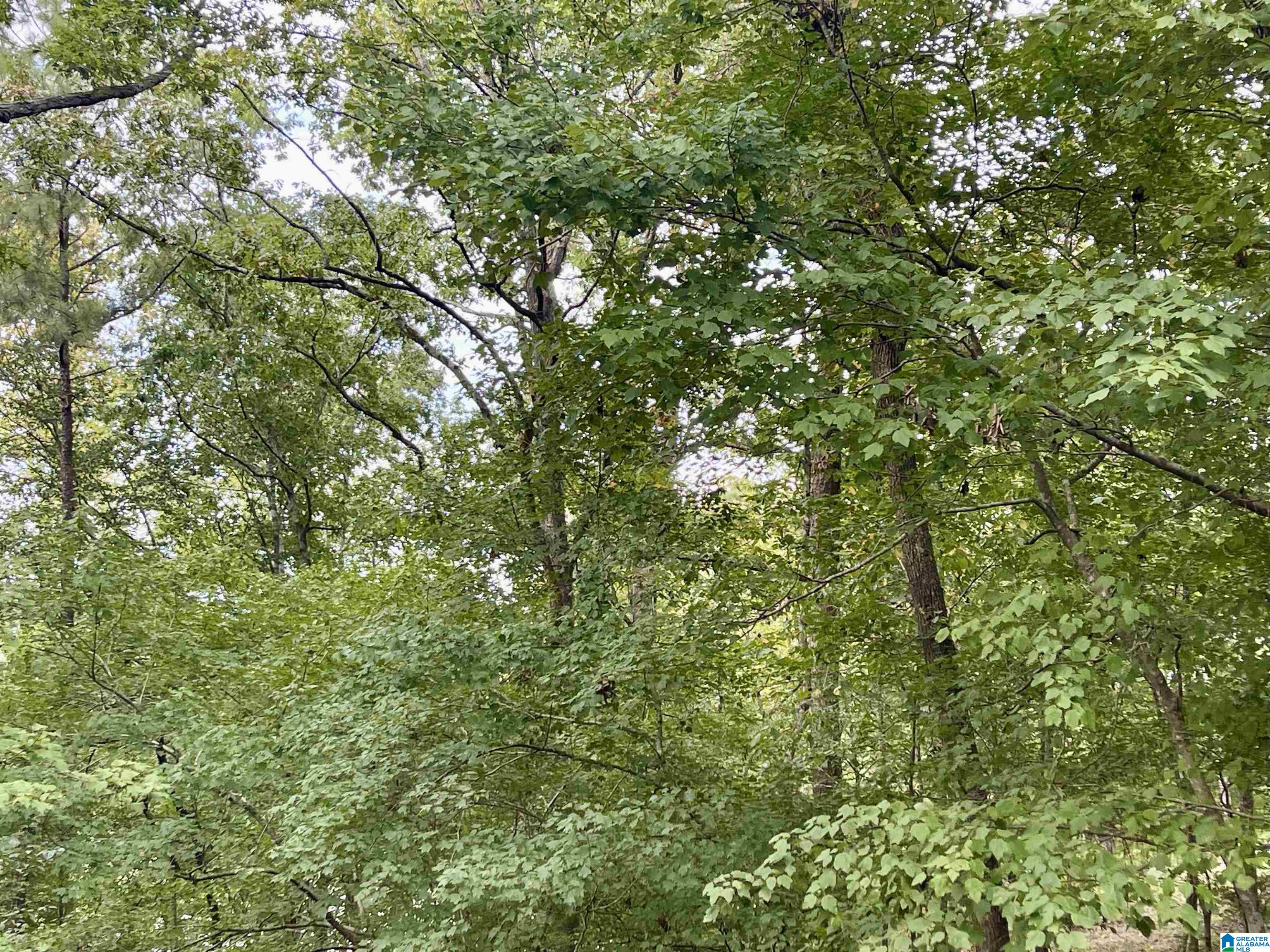 1649 Broken Arrow Creek Road Riverside, AL 35135 - Photo 4 of 8 Gallery Image 4