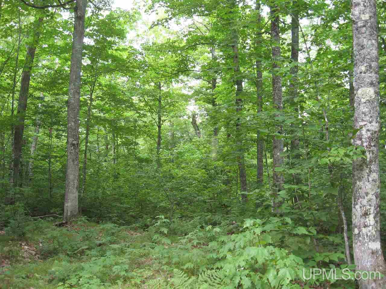 0 Rhody Cr, Unit CARTER LAKE RDP Seney, MI 49883 - Photo 14 of 36