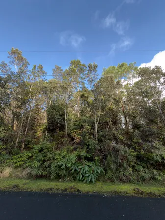 a view of a forest with a tree