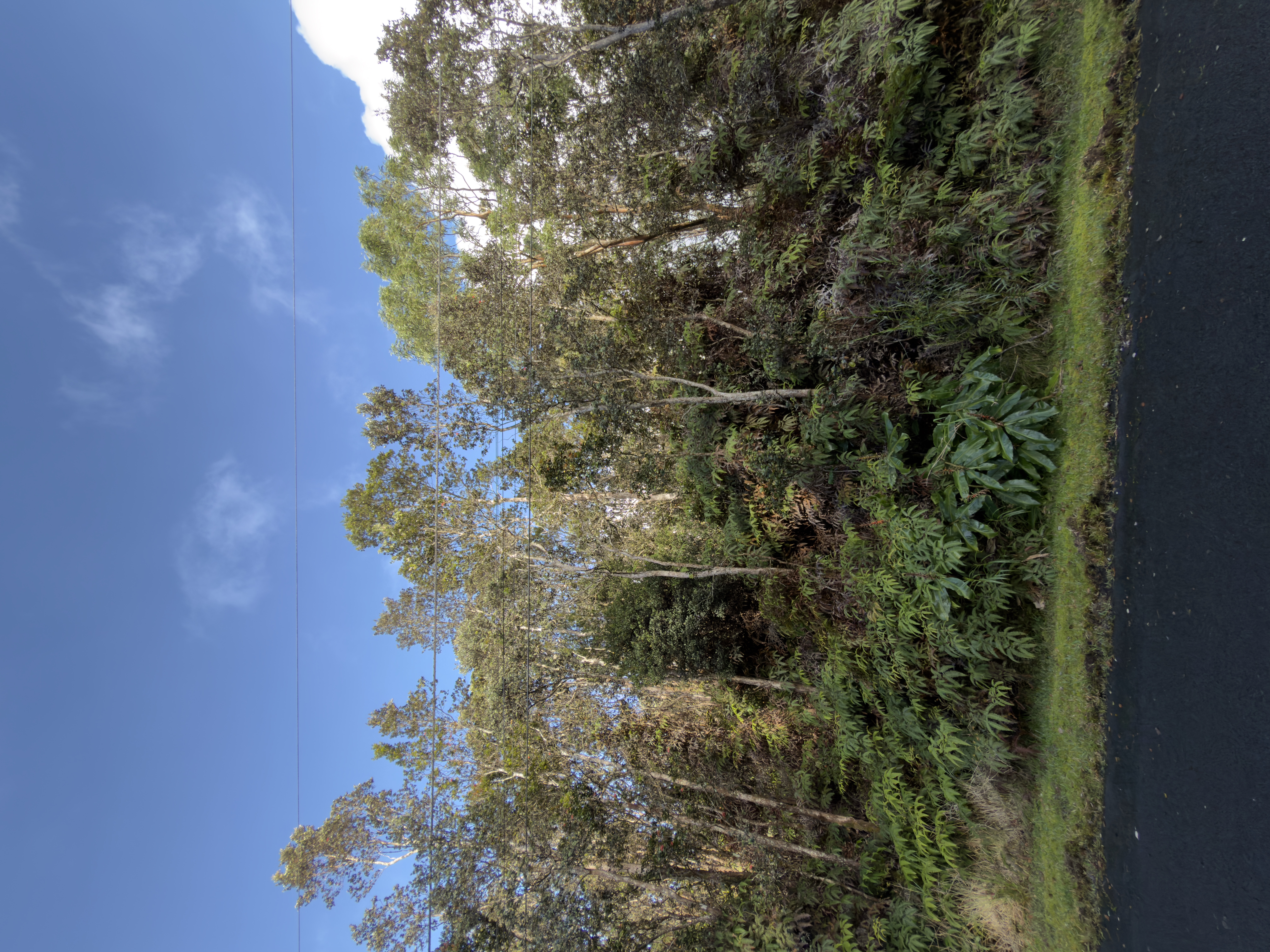 283 3rd Street Volcano, HI 96785 - Photo 2 of 4