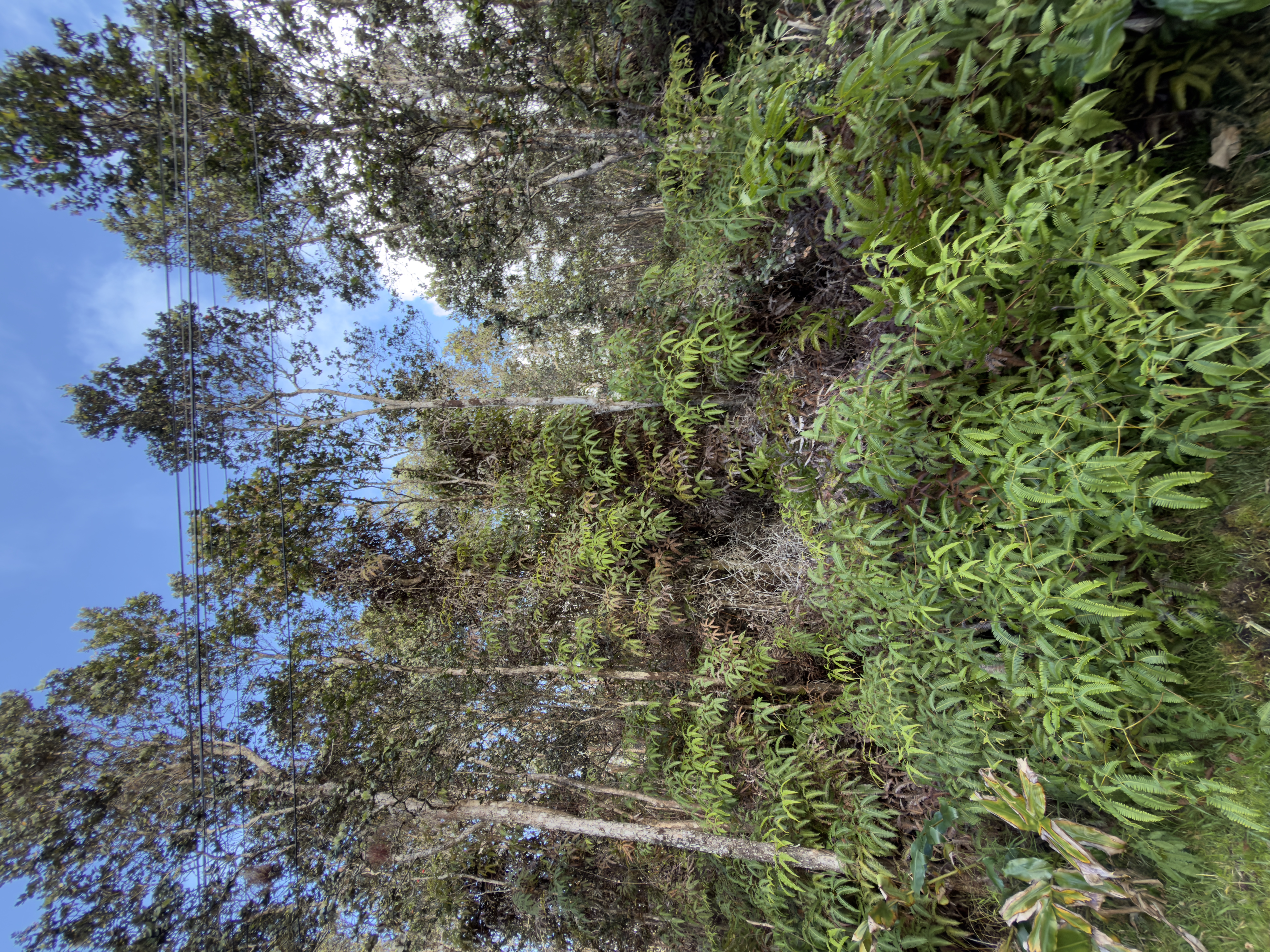 283 3rd Street Volcano, HI 96785 - Photo 3 of 4 a view of a forest with a tree