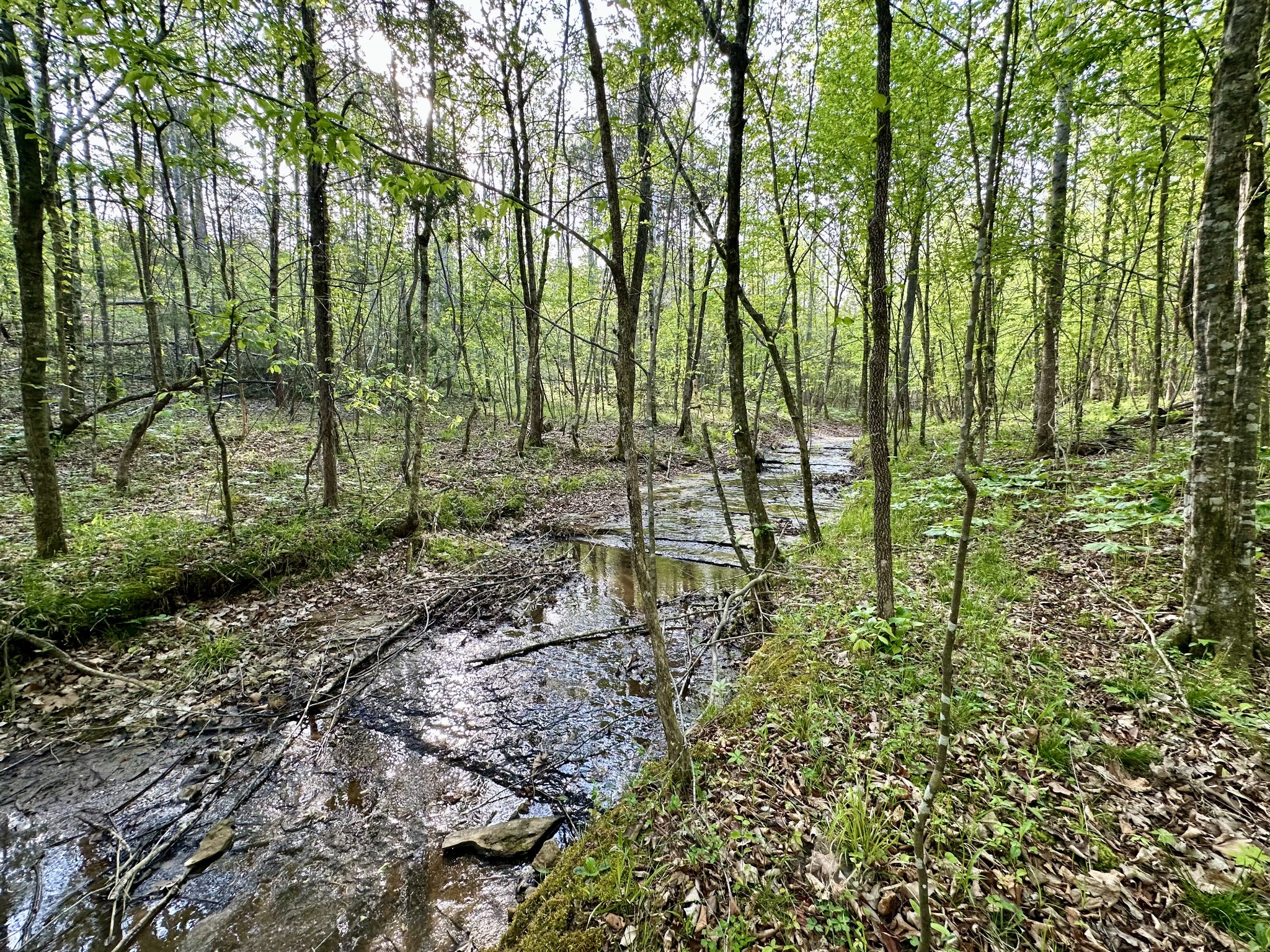 828 McCord Hollow Road Hohenwald, TN 38462 - Photo 15 of 35 a garden view