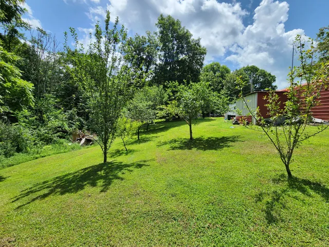 a view of a tree in a yard