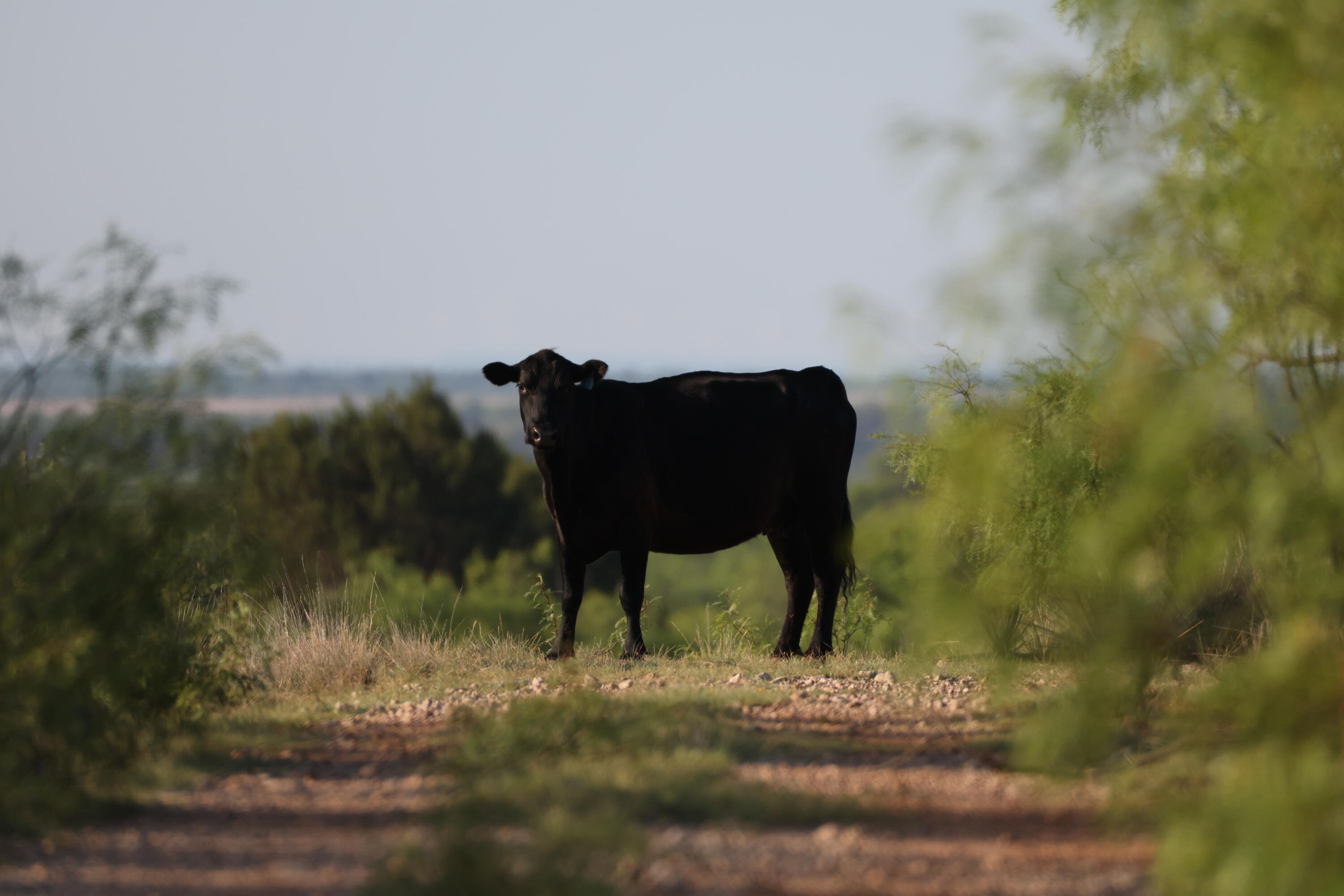 92 Texas Hamlin, TX 79520 - Photo 2 of 63 AF2A0334