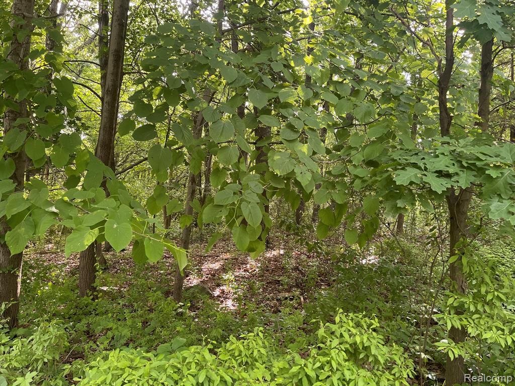 8 North Tipsico Lake Road Highland, MI 48357 - Photo 11 of 18