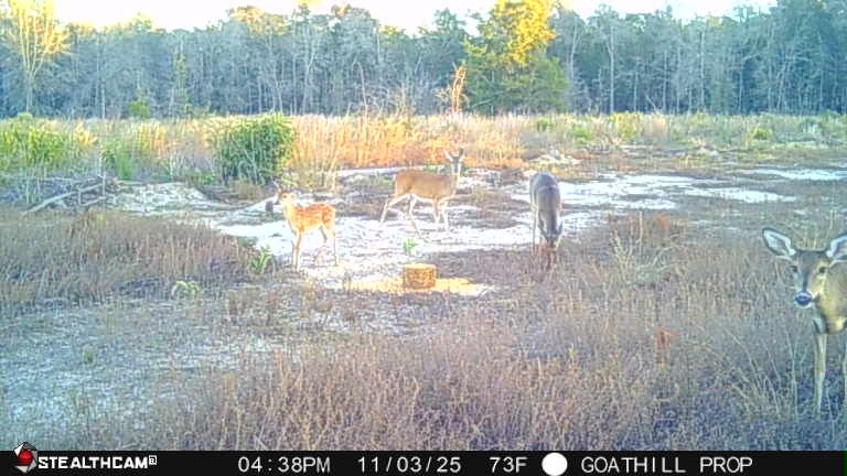 87 Samson Al Samson, AL 36477 - Photo 20 of 22 Lots of deer on property