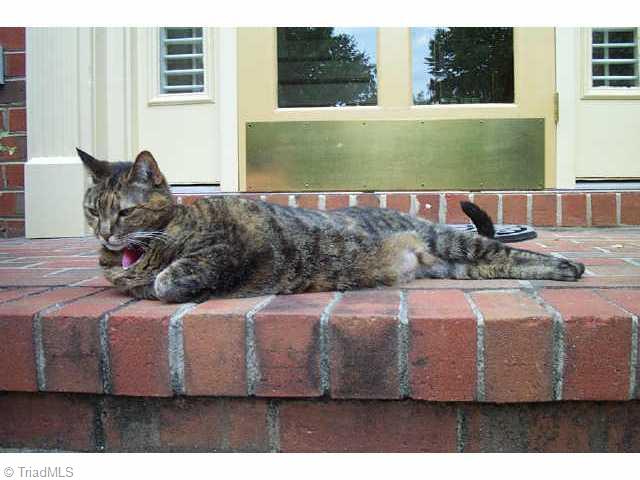 3702 Gramercy Road Greensboro, NC 27410 - Photo 3 of 3 Other. Please do not pet me, I am on a diet and cranky.