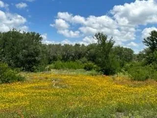 a view of a yard with plants and large trees