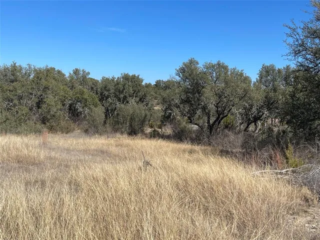 a view of a forest with a tree