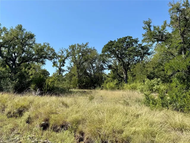 a view of a tree in a yard
