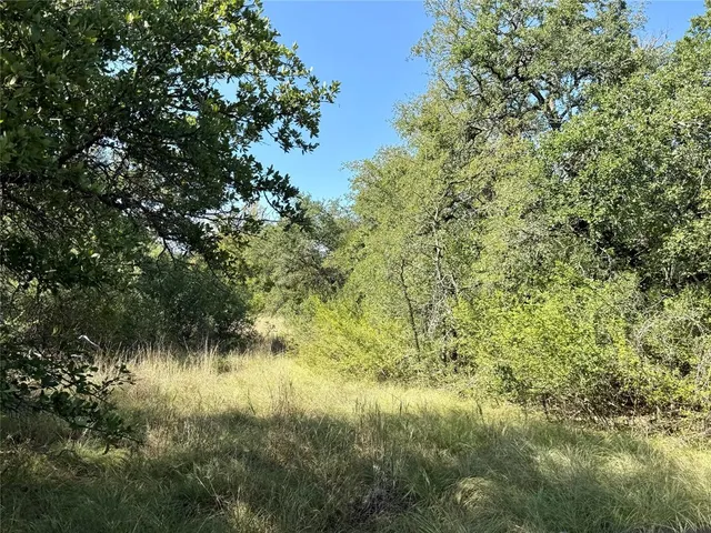 a view of a lush green forest