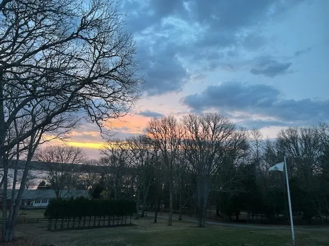 a view of a yard with large trees