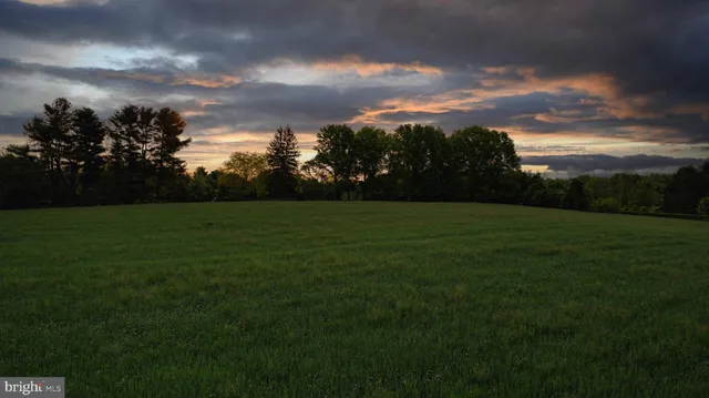 a view of a trees with a tree in the background