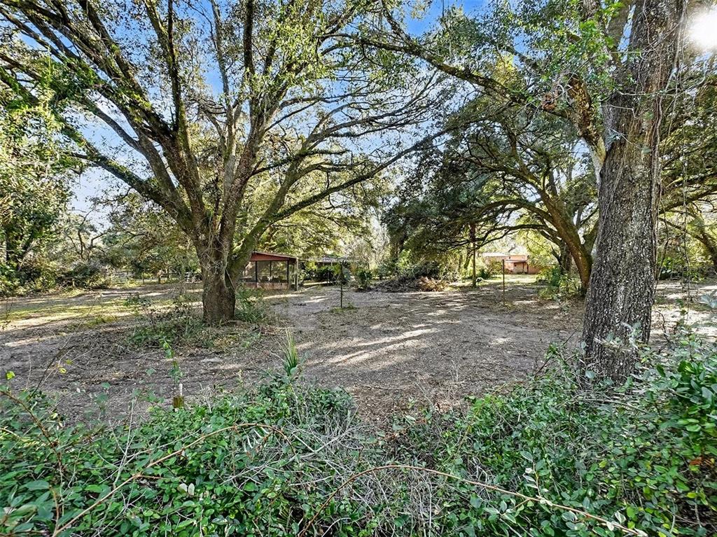 4818 Sadler Road Apopka, FL 32712 - Photo 9 of 21 a view of dirt yard with a tree
