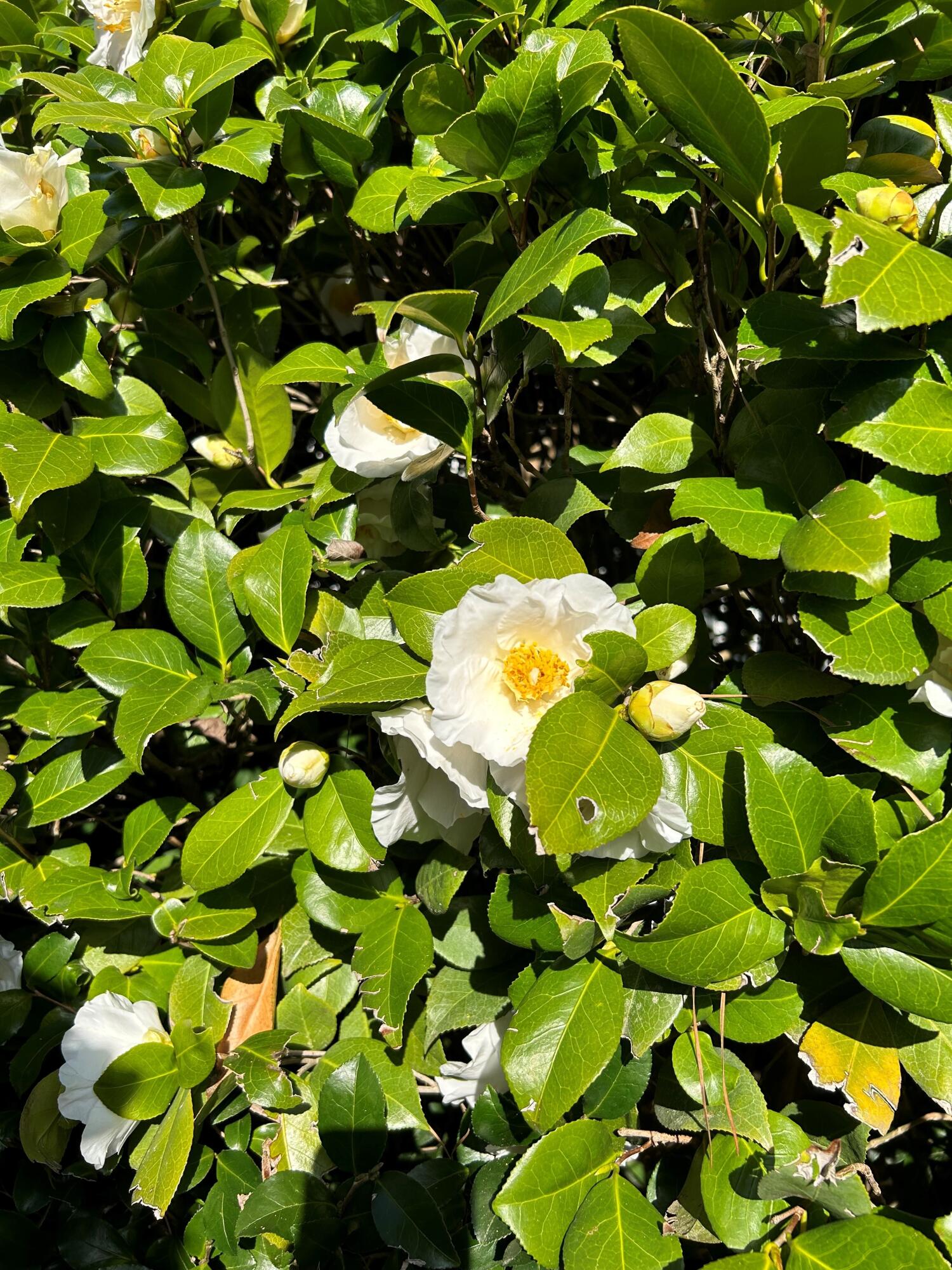 633 Carolina Springs Road North Augusta, SC 29841 - Photo 47 of 48 camelias 4