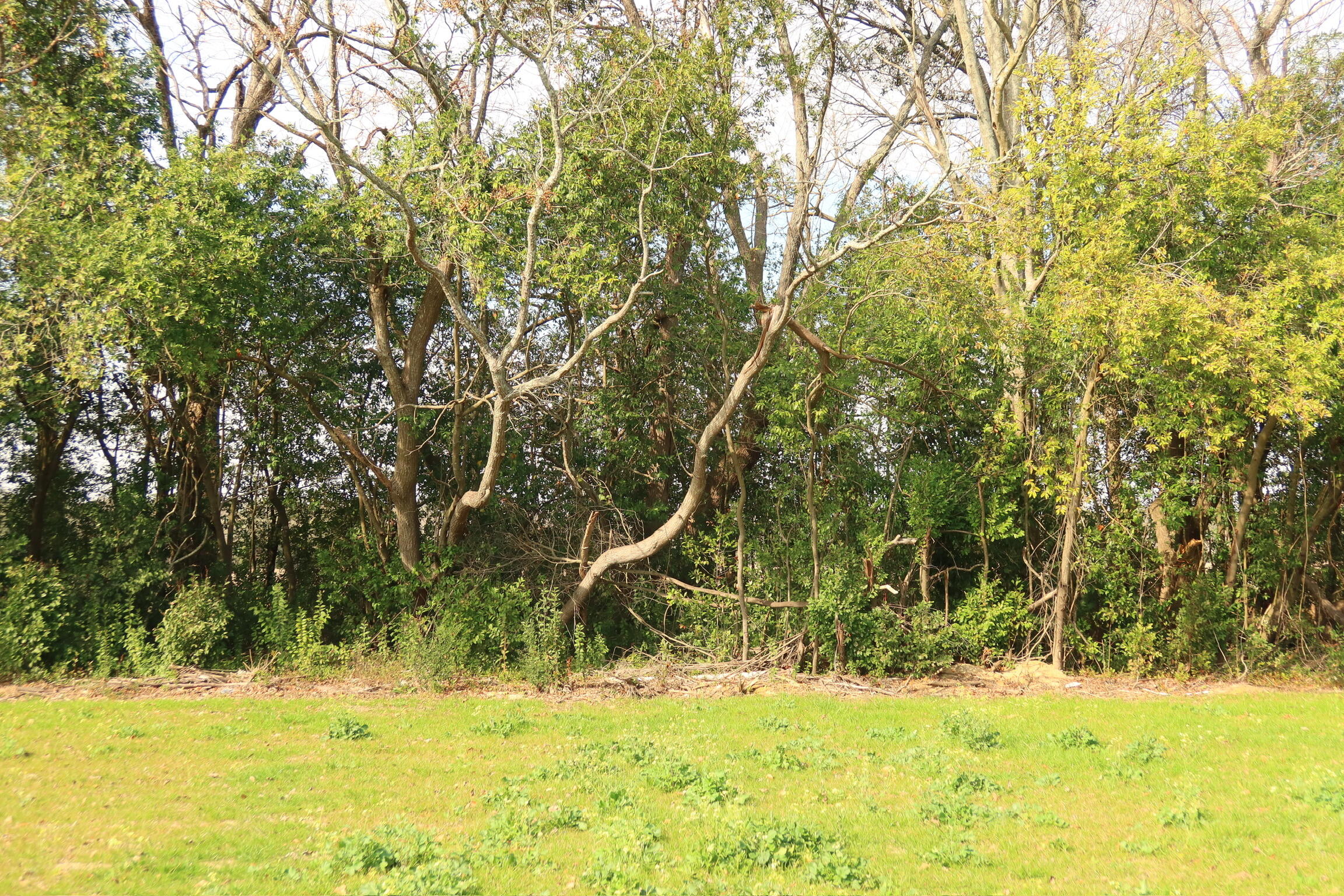 214 Avocada Drive Santee, SC 29142 - Photo 5 of 5 IMG_0791