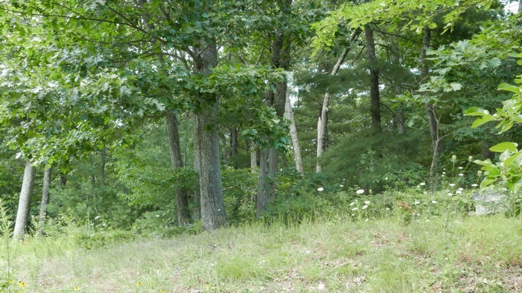 Lot 3 Wilson's Way Dover, MA 02030 - Photo 4 of 9 a view of a lush green forest