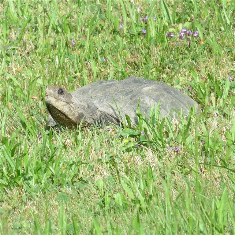 50 Exeter Road Corinna, ME 04928 - Photo 5 of 22 A visitor headed for the stream to...