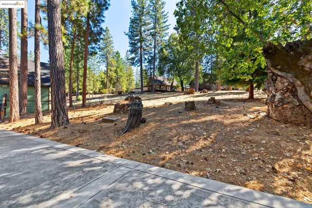 a view of a yard with a tree