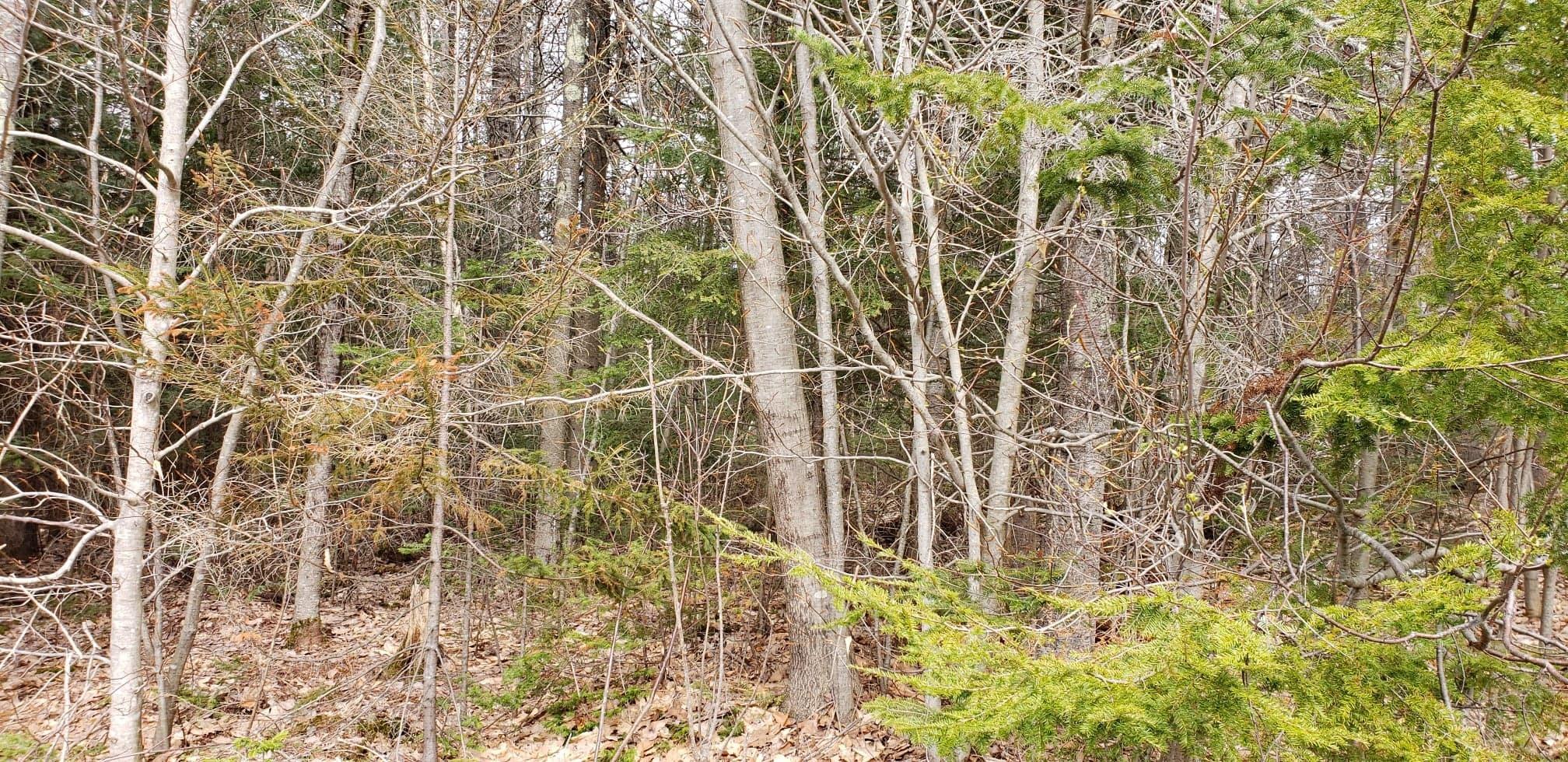 28 Old Greene Road Greene, ME 04236 - Photo 10 of 14 59430968_304030660498697_139019860925690