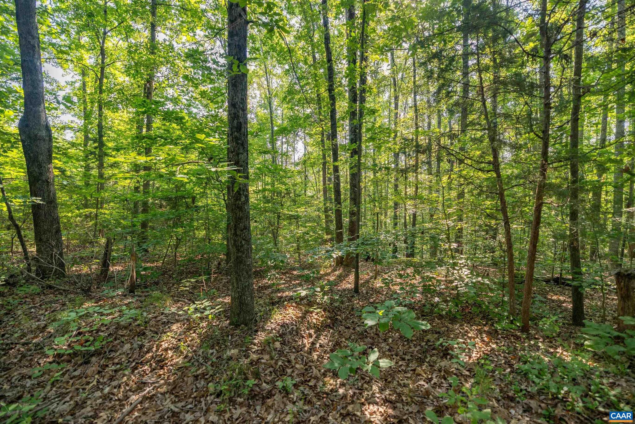 Lot 2 Stag Road Bremo Bluff, VA 23022 - Photo 7 of 21 a view of forest
