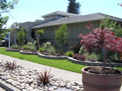 Olive tree's, Lavender, New Zealand flax and Wisteria all grace the front of this tasteful home.