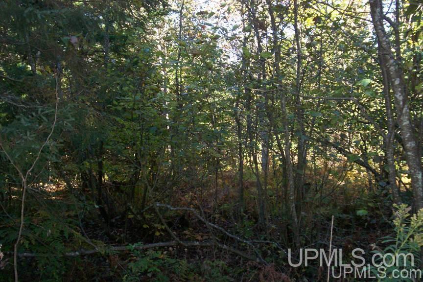 Tbd 140 Acres Off Parkington Road Gulliver, MI 49840 - Photo 9 of 11