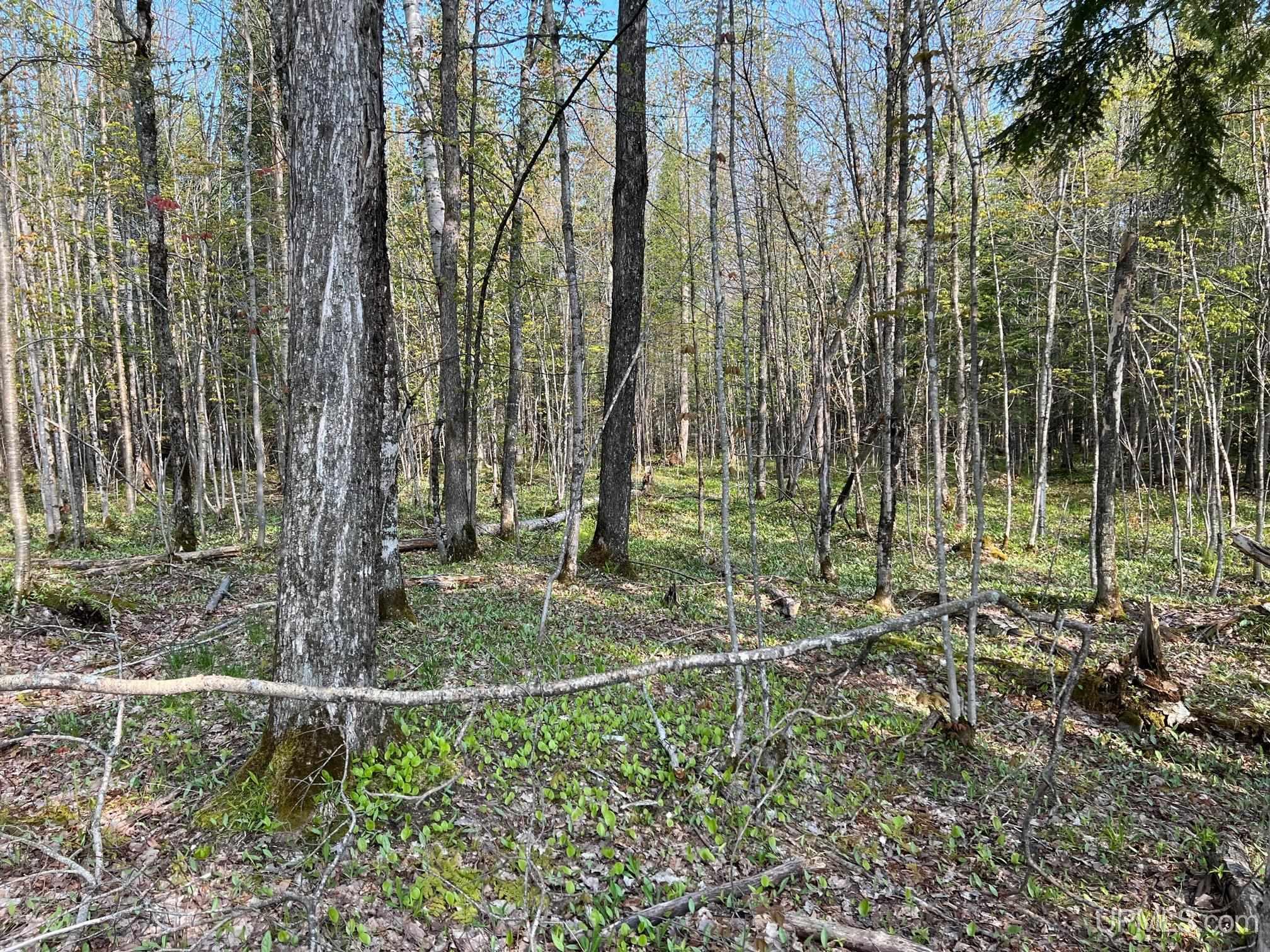 Tbdfg Dog Patch Road, Unit LOT F AND G Lanse, MI 49946 - Photo 13 of 17