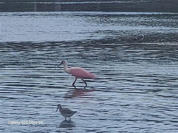 $6,500 | 360 Gulf Of Mexico Drive, Unit 312, Longboat Key, FL 34228