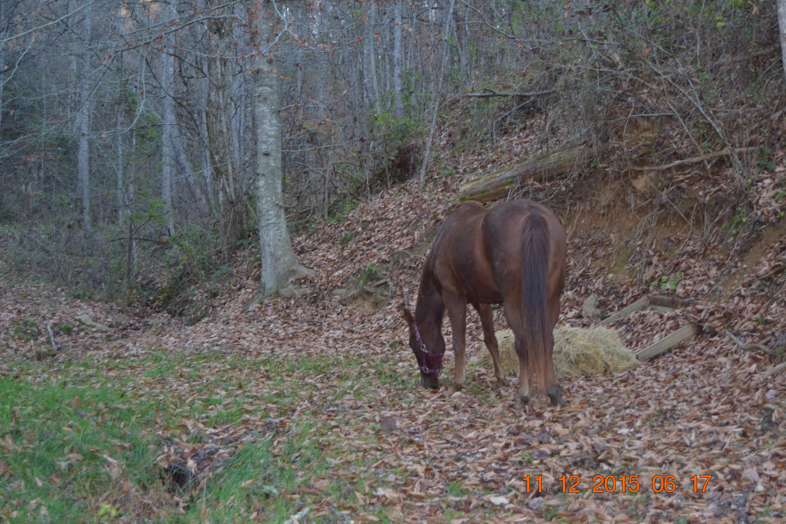 371 Kettle Hollow Road Maynardville, TN 37807 - Photo 21 of 28 DSC_0615