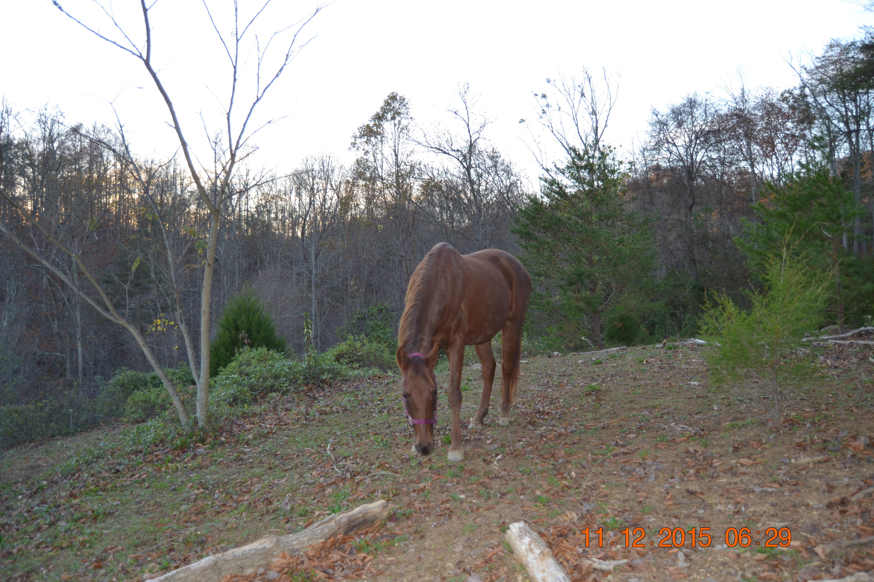 371 Kettle Hollow Road Maynardville, TN 37807 - Photo 24 of 28 DSC_0623