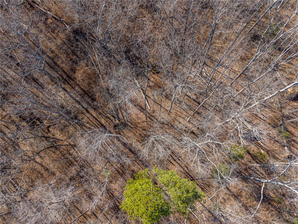 247 Stallion Drive Honea Path, SC 29654 - Photo 8 of 19 This elevated view captures the diverse canopy of a natural landscape, offering a serene escape.