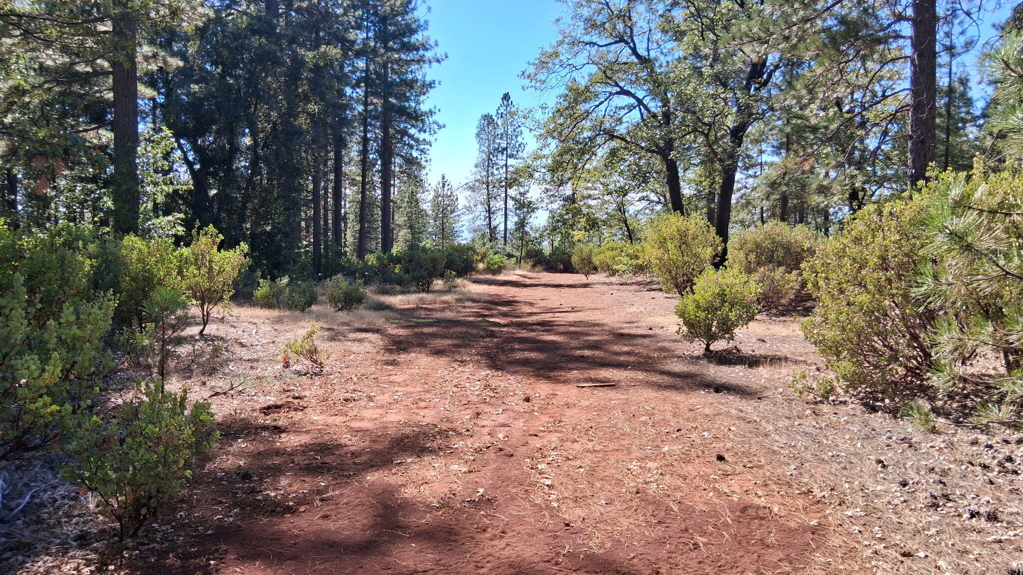 739-acres Shingletown Ridge Road Shingletown, CA 96088 - Photo 10 of 19 8321