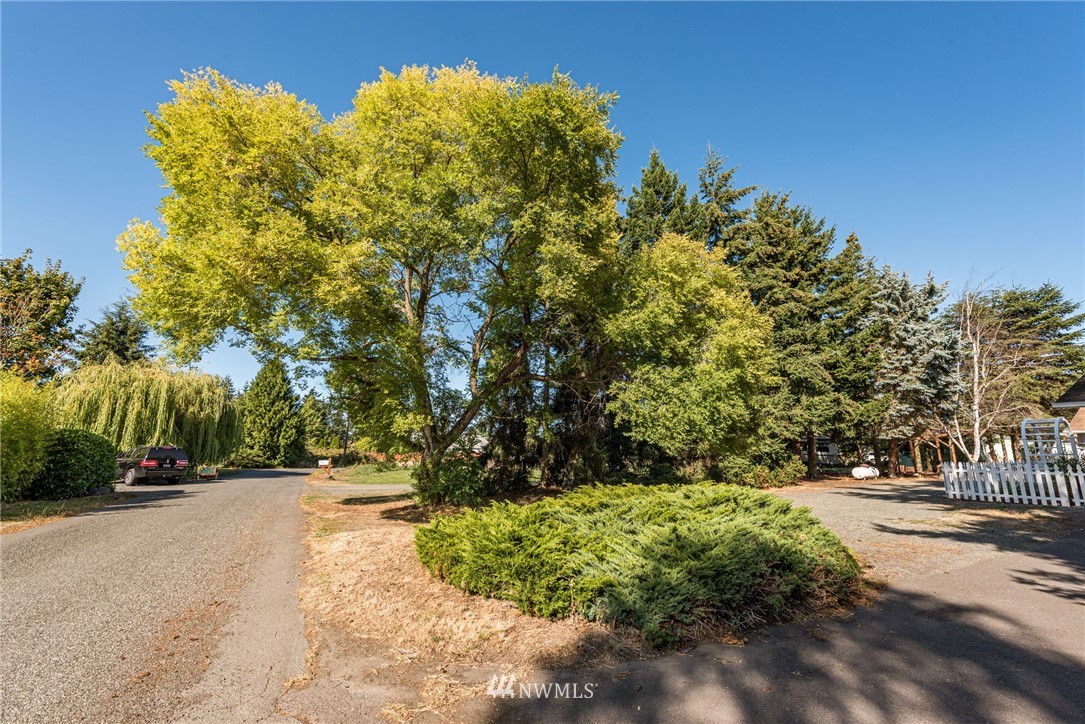 281 Wright Road Sequim, WA 98382 - Photo 21 of 25 a view of road with tree