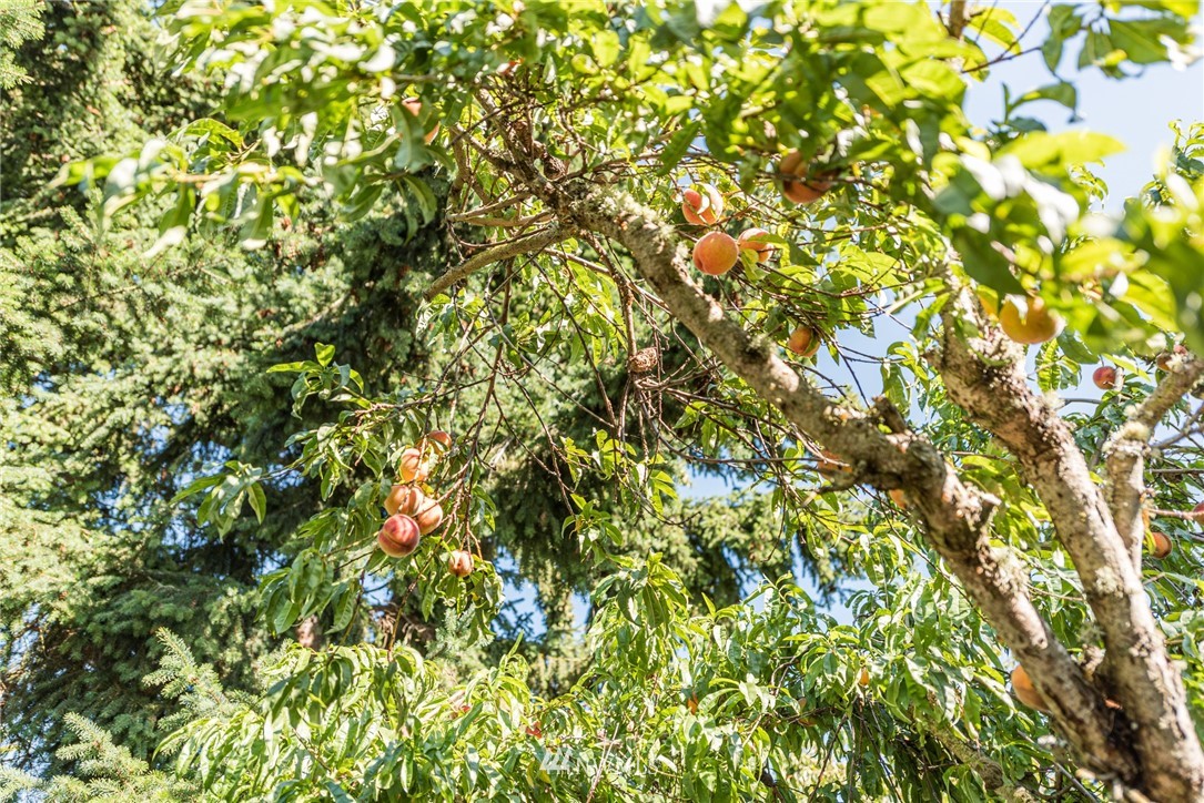 281 Wright Road Sequim, WA 98382 - Photo 25 of 25 a view of a tree