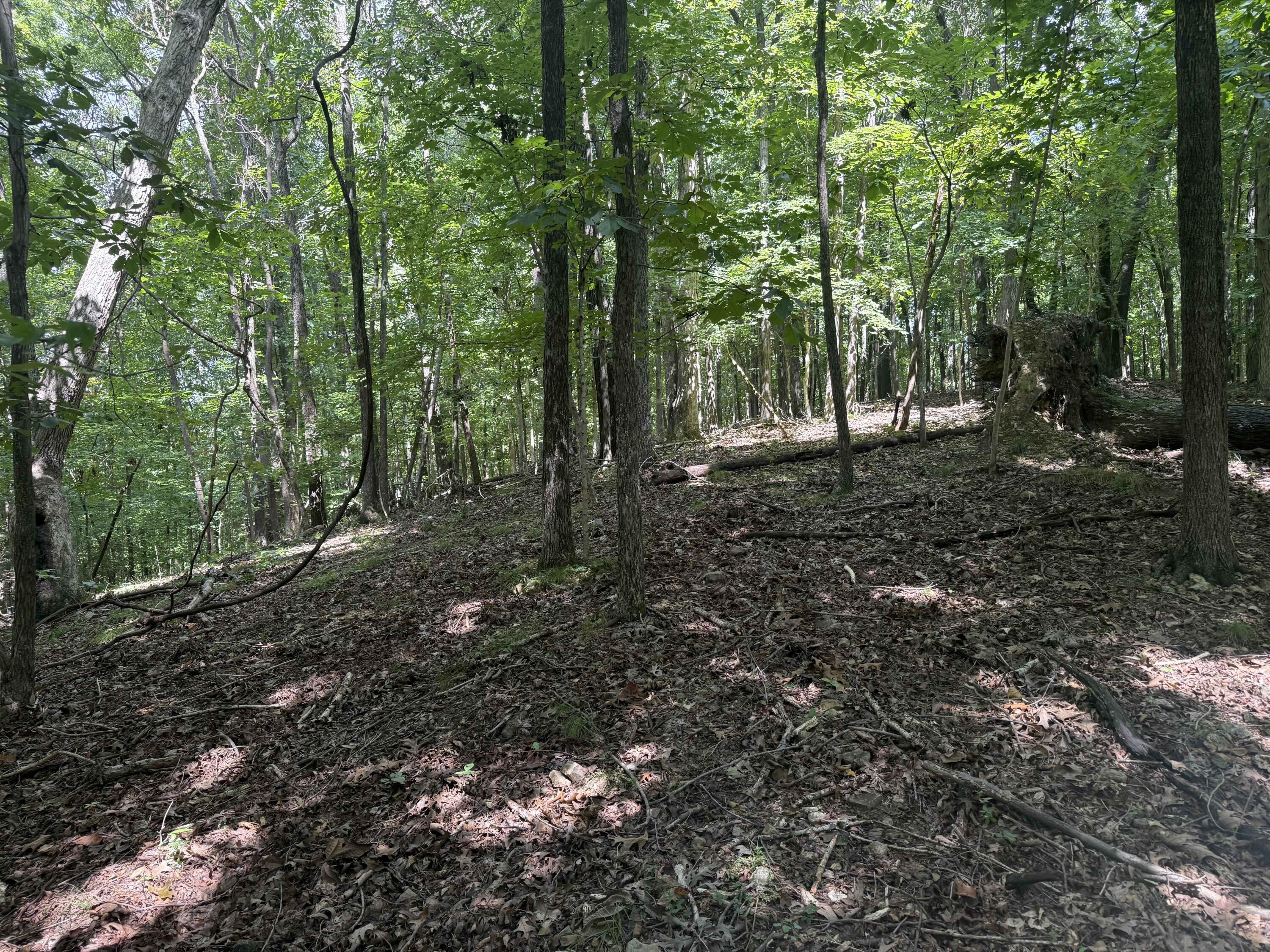 0 Perry Springs Road Eddyville, KY 42038 - Photo 12 of 41 7