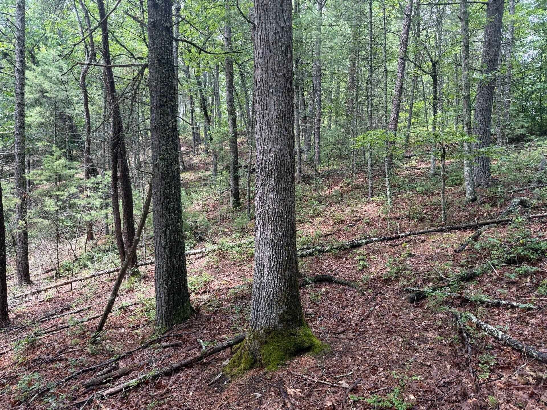 Tbd Short Ridge Drive Bland, VA 24315 - Photo 120 of 125 Gallery Image 120