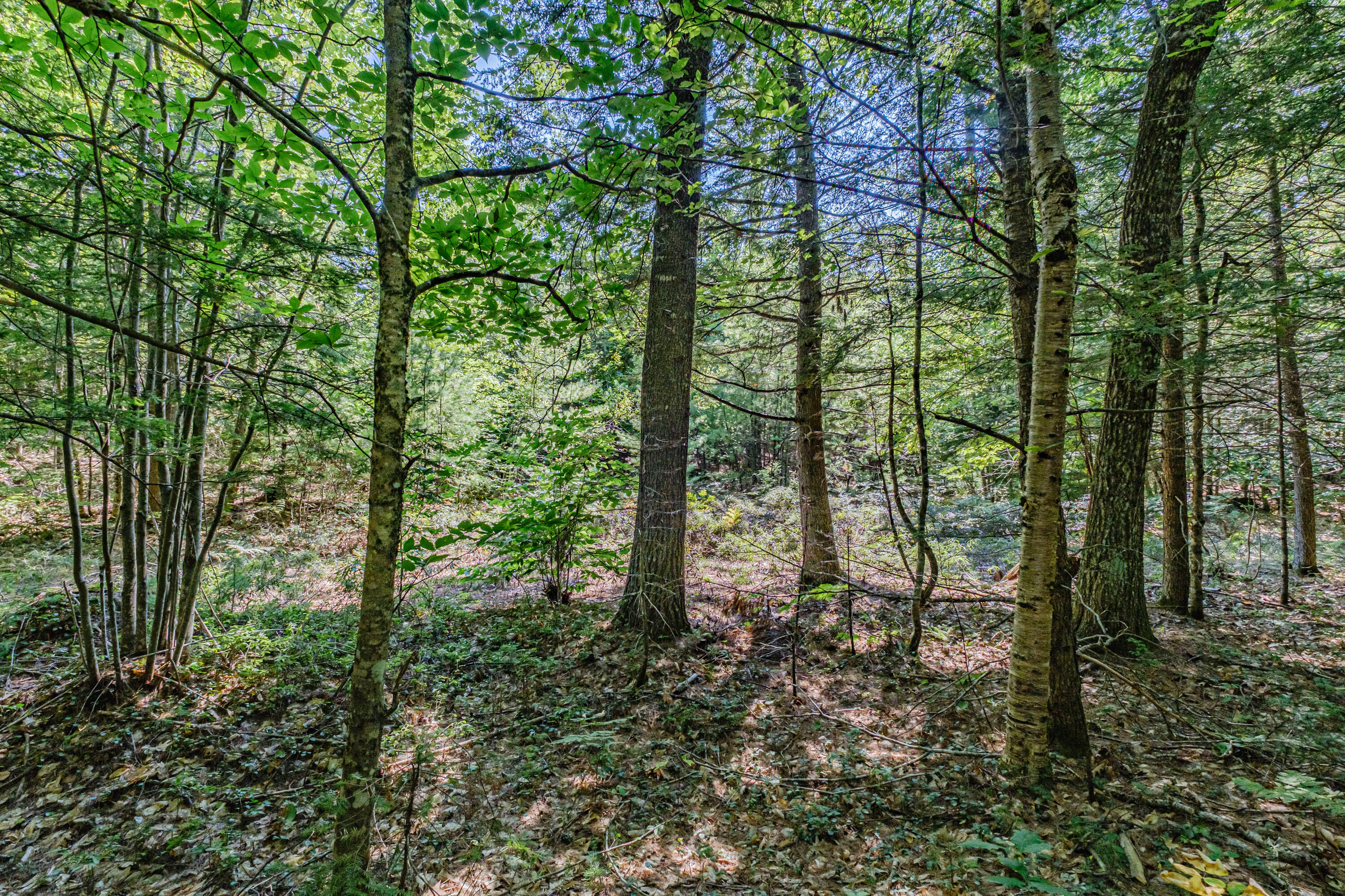 Lot 22 A Forest Denmark, ME 04022 - Photo 3 of 11 492E1500-D7DD-41B3-912D-D7886AE911FD