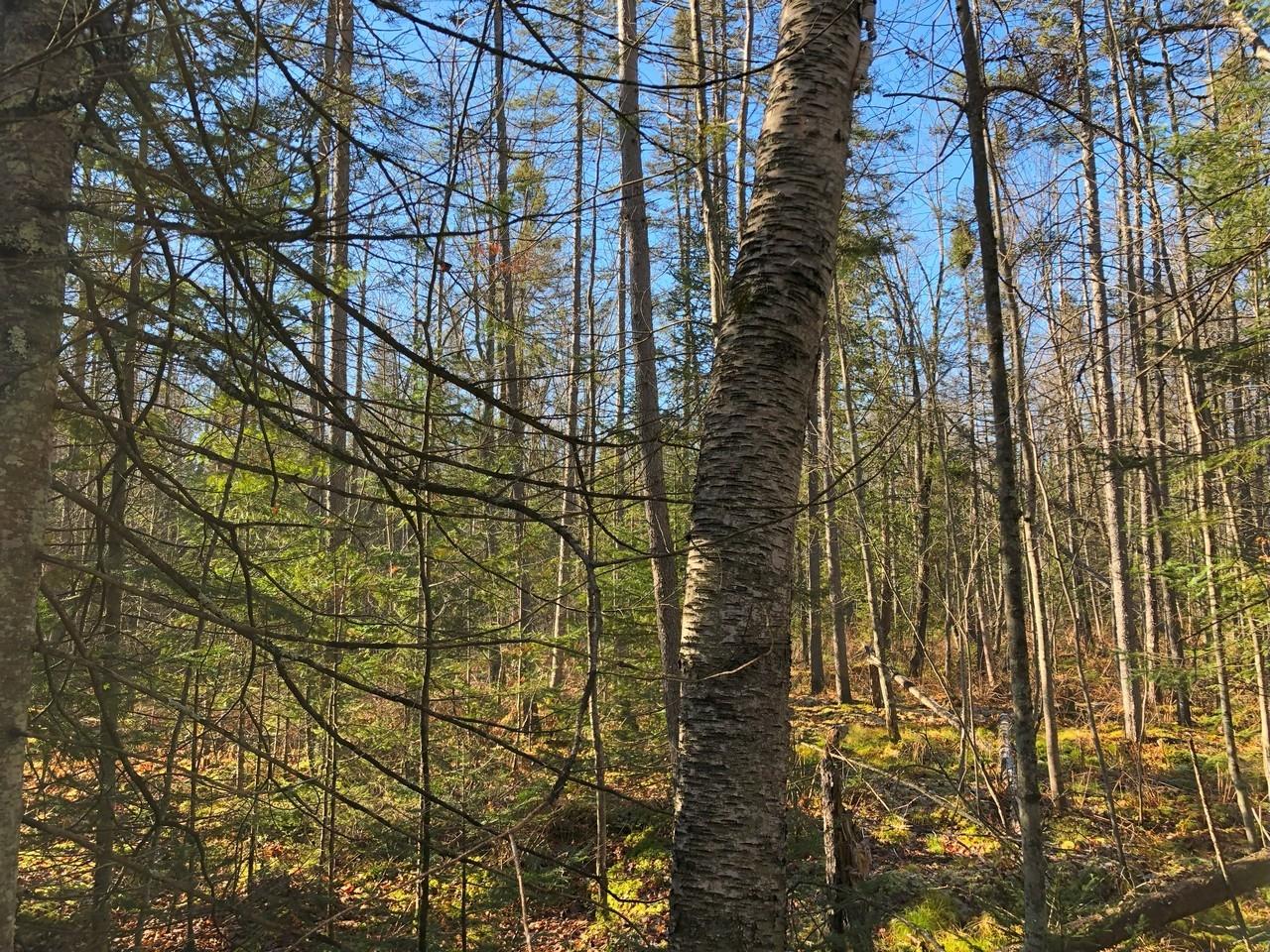 Off East Bay Road, Unit LOT 5 Presque Isle, WI 54557 - Photo 10 of 29 Gallery Image 10