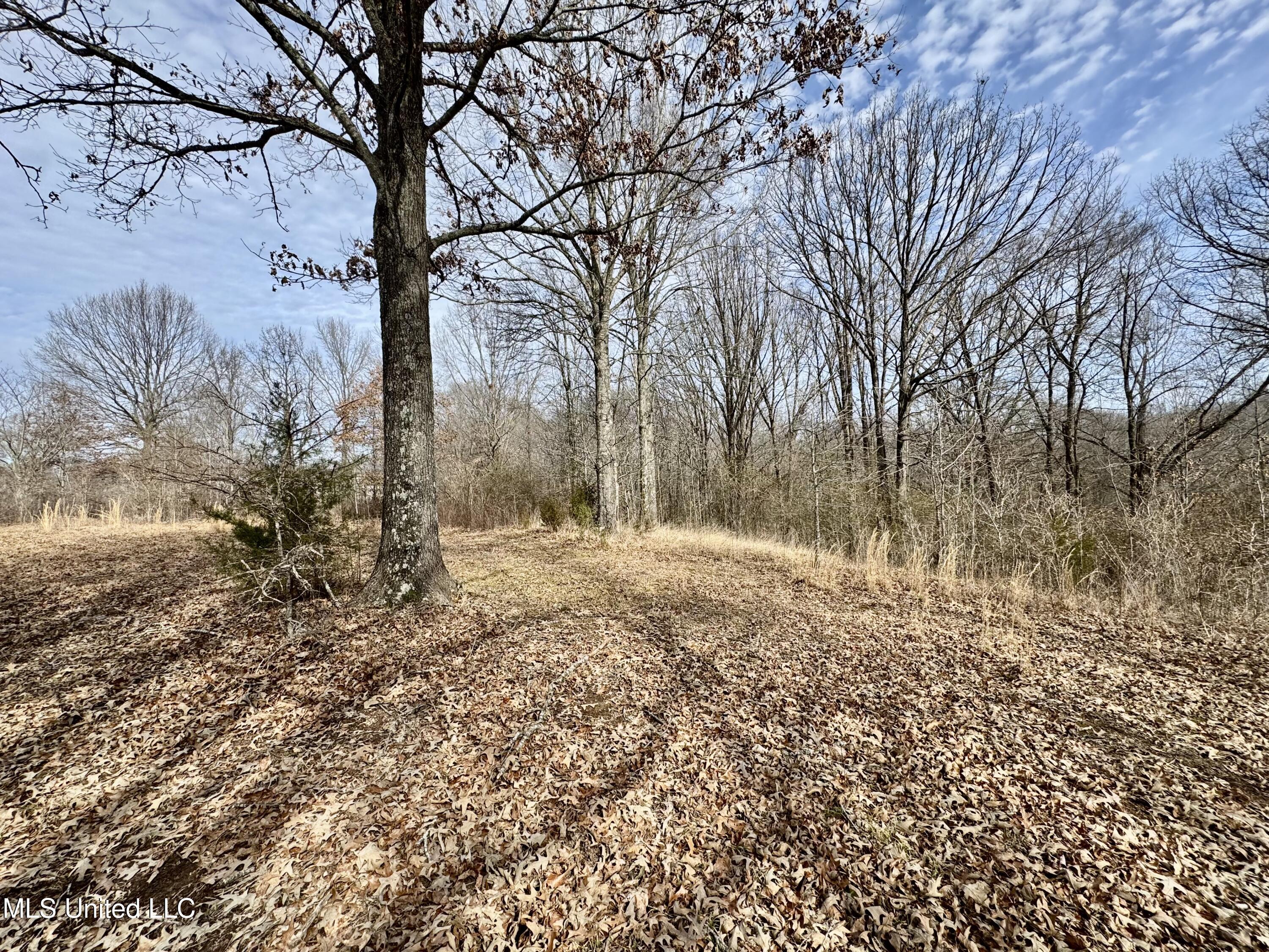0 Tolbert Road Coldwater, MS 38618 - Photo 2 of 5 IMG_8099