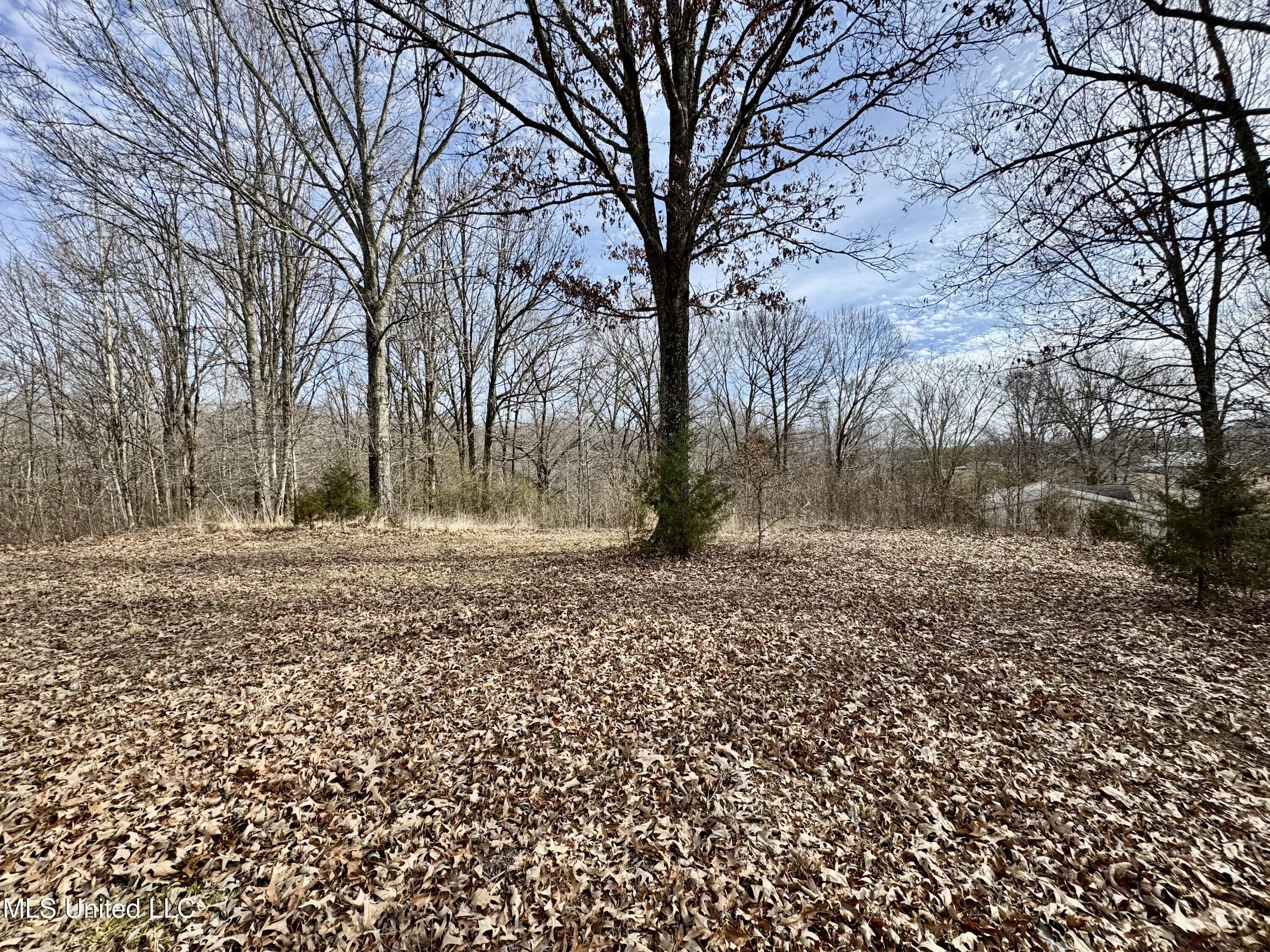 0 Tolbert Road Coldwater, MS 38618 - Photo 4 of 5 IMG_8097