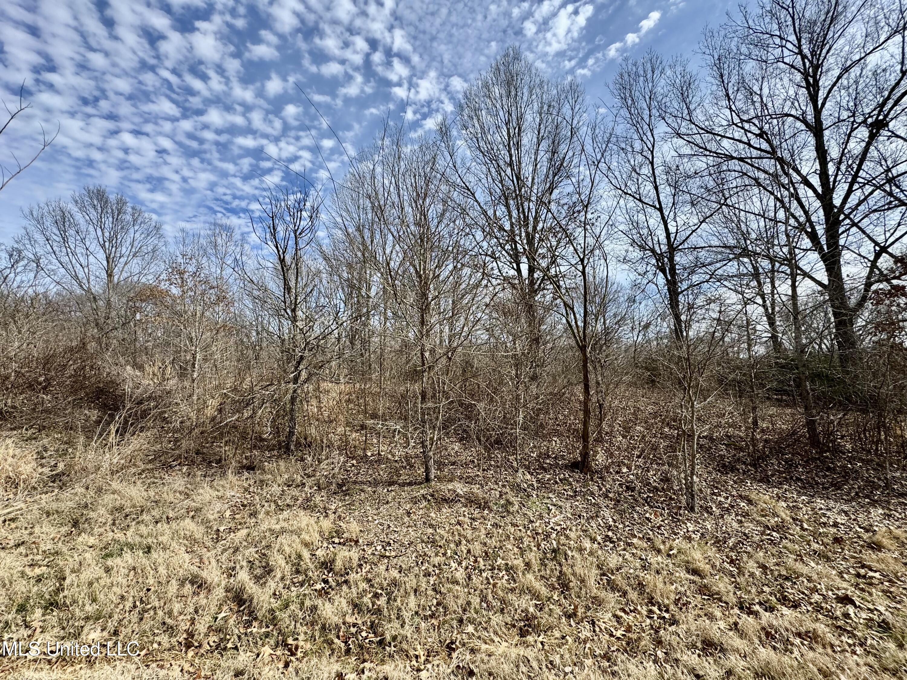 0 Tolbert Road Coldwater, MS 38618 - Photo 5 of 5 IMG_8094