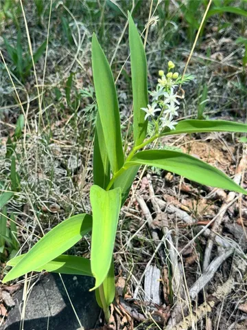 $18,900 | Lot 21 Alamosa River Lane, La Jara, CO 81140