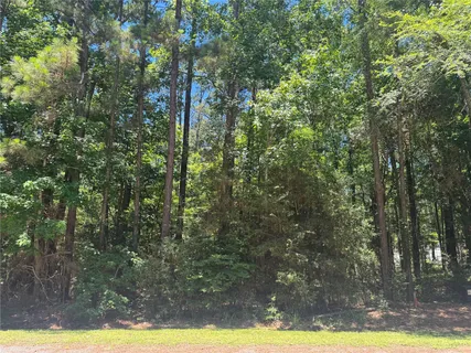 a view of forest