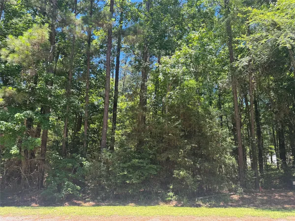 a view of forest