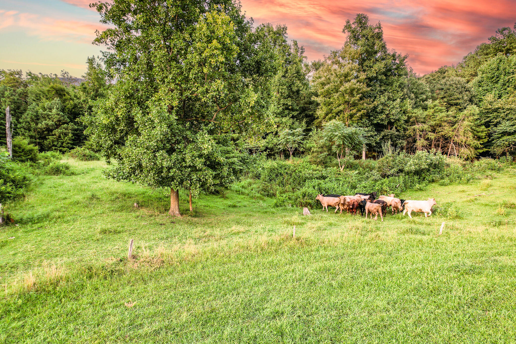 004.0 Kitchen Branch Road Greeneville, TN 37743 - Photo 6 of 16 DJI_0507-Edit