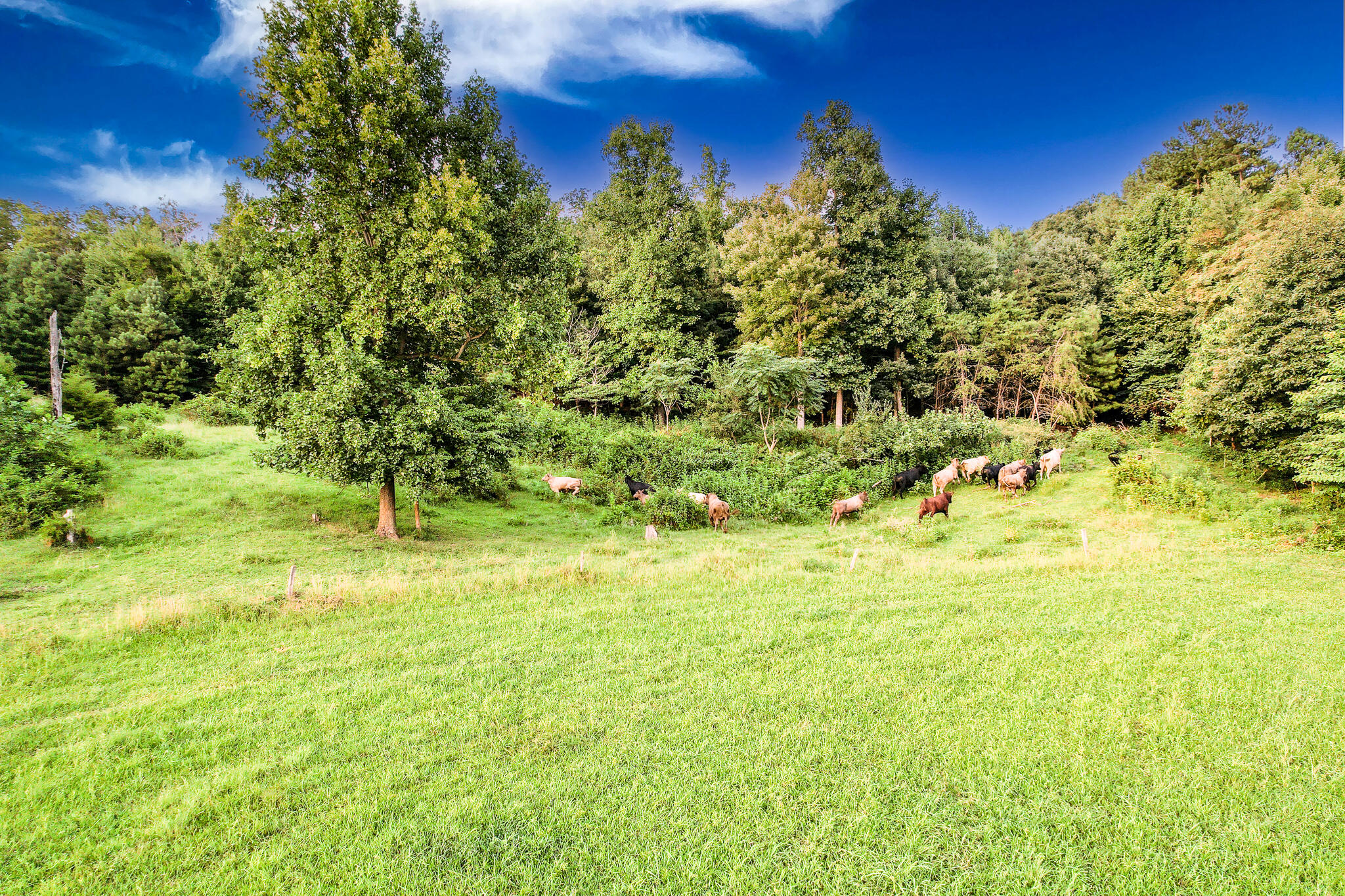 004.0 Kitchen Branch Road Greeneville, TN 37743 - Photo 7 of 16 DJI_0508-Edit
