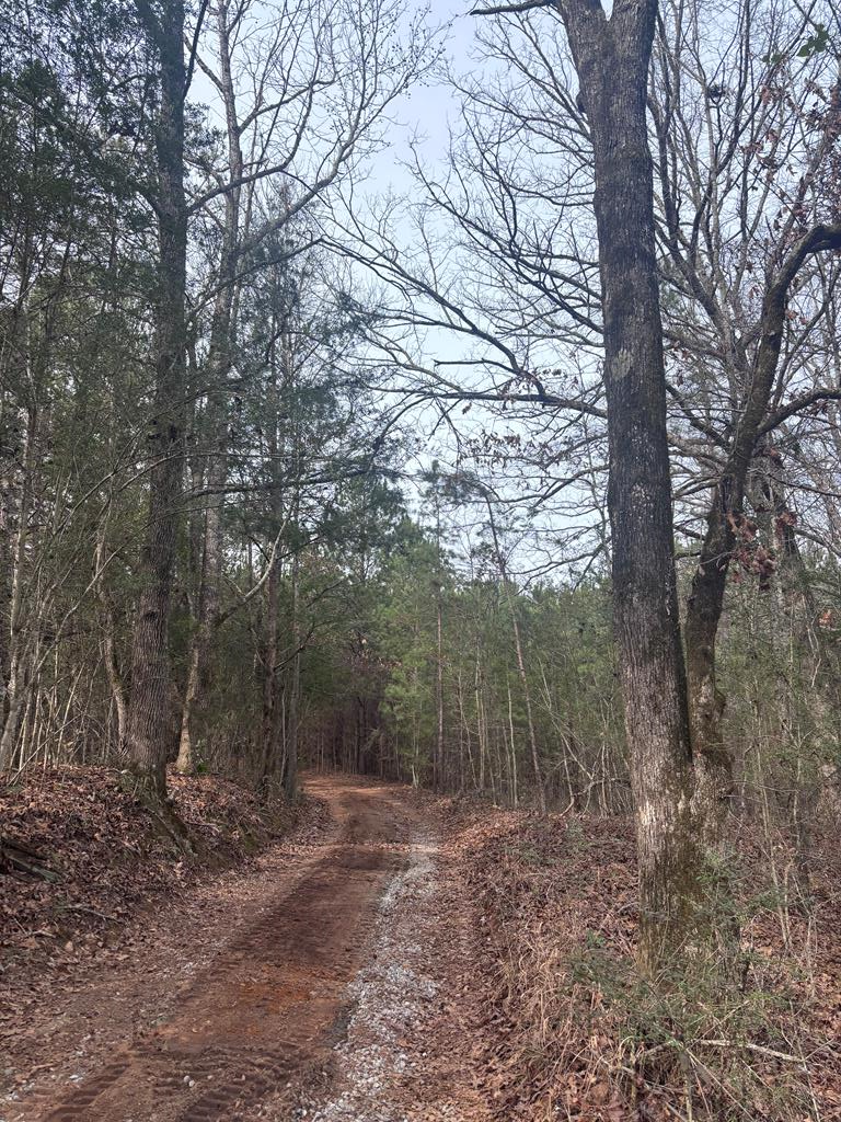 430 Oak Grove Road Talbotton, GA 31827 - Photo 25 of 33 driveway leading off Oak Grove Rd