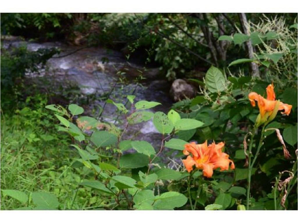 1410 Rice Creek Road Flag Pond, TN 37657 - Photo 12 of 16 12